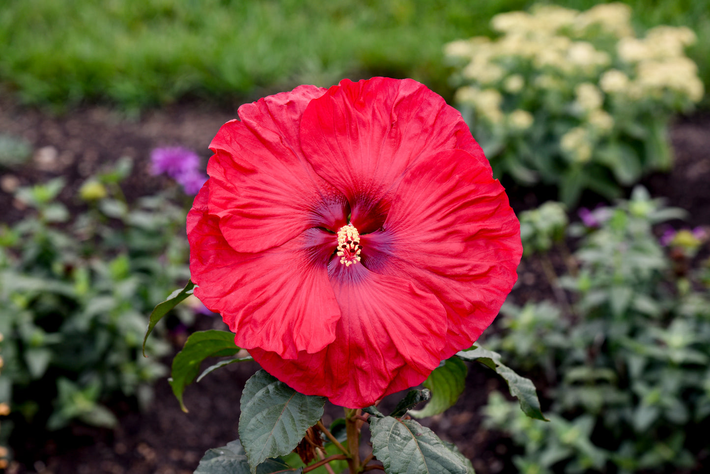 Summerific® Valentines Crush Hibiscus