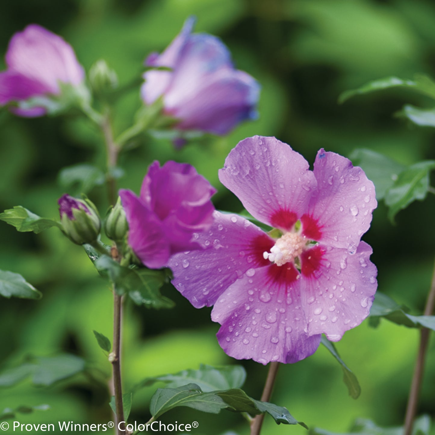 Violet Satin® Rose of Sharon