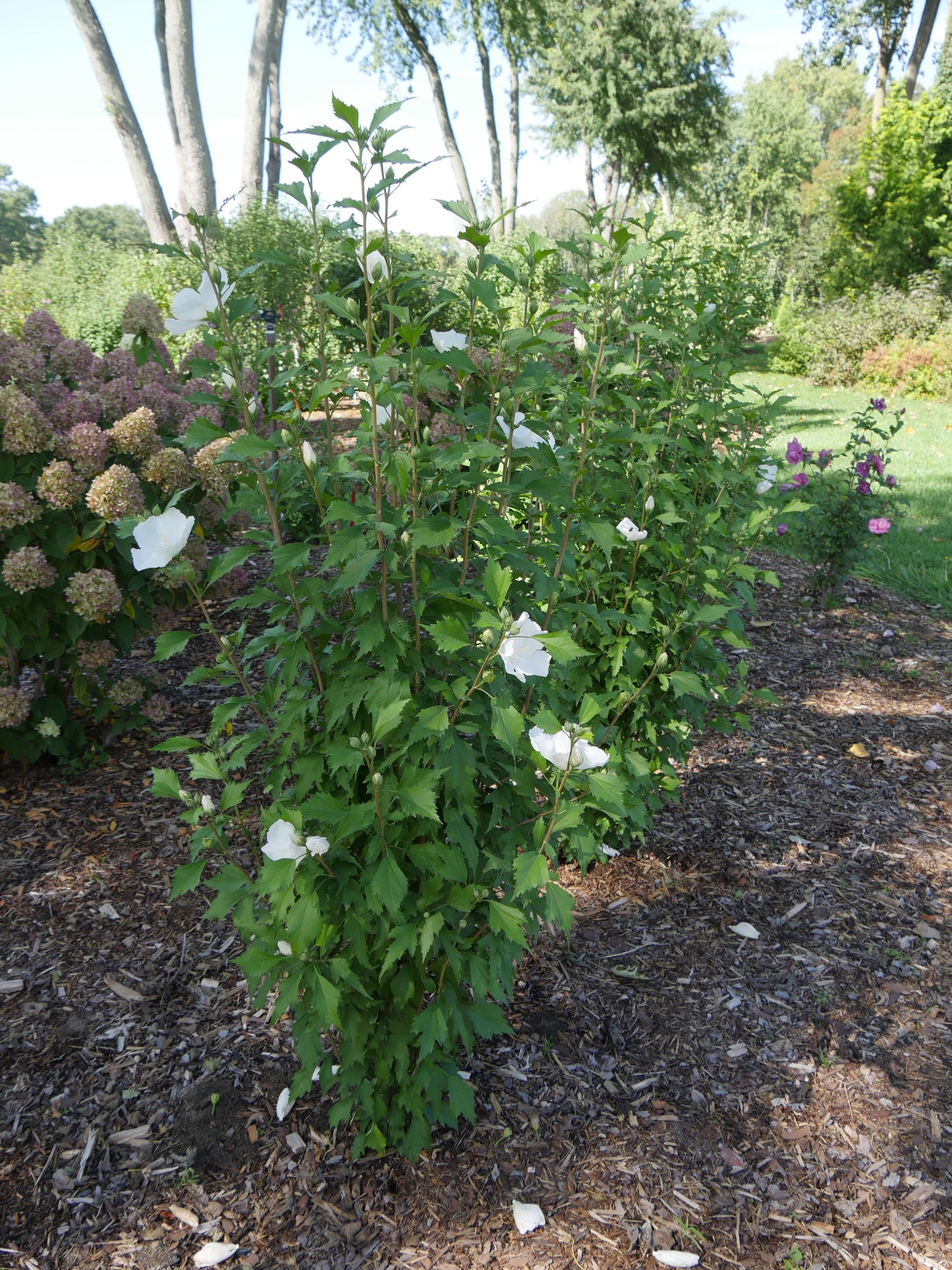 White Pillar® Rose of Sharon