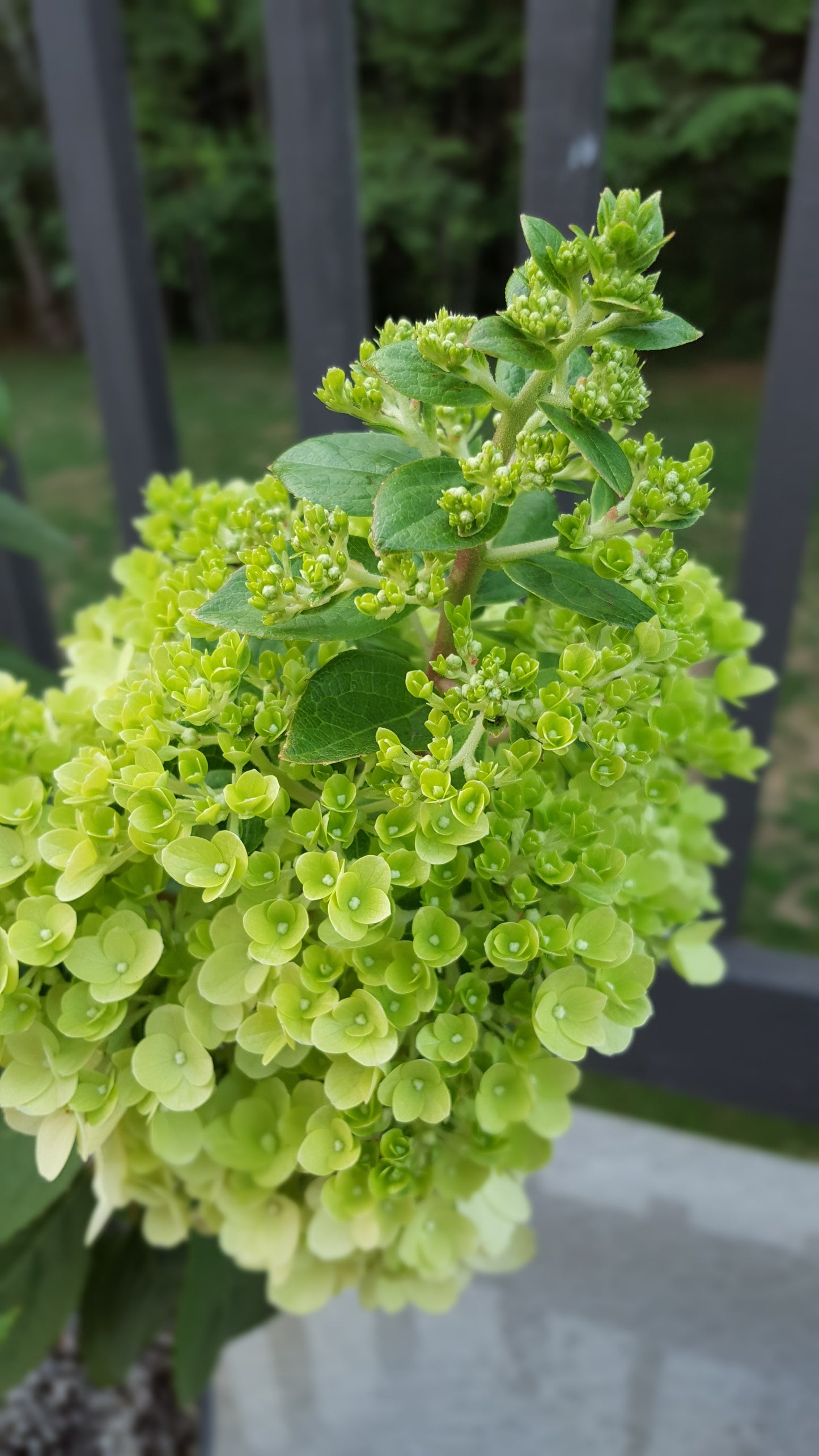 Moonrock® Hydrangea