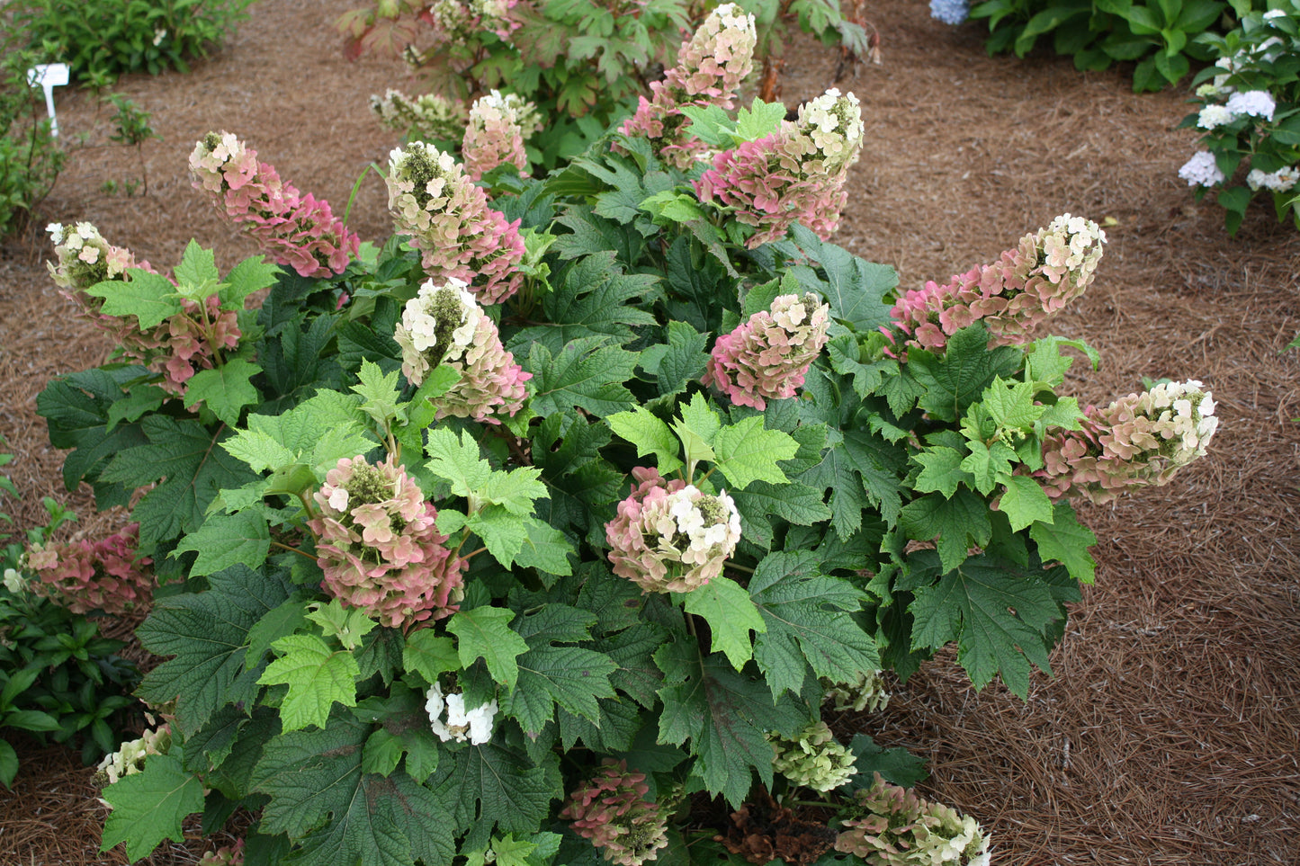 Jetstream™ Oakleaf Hydrangea