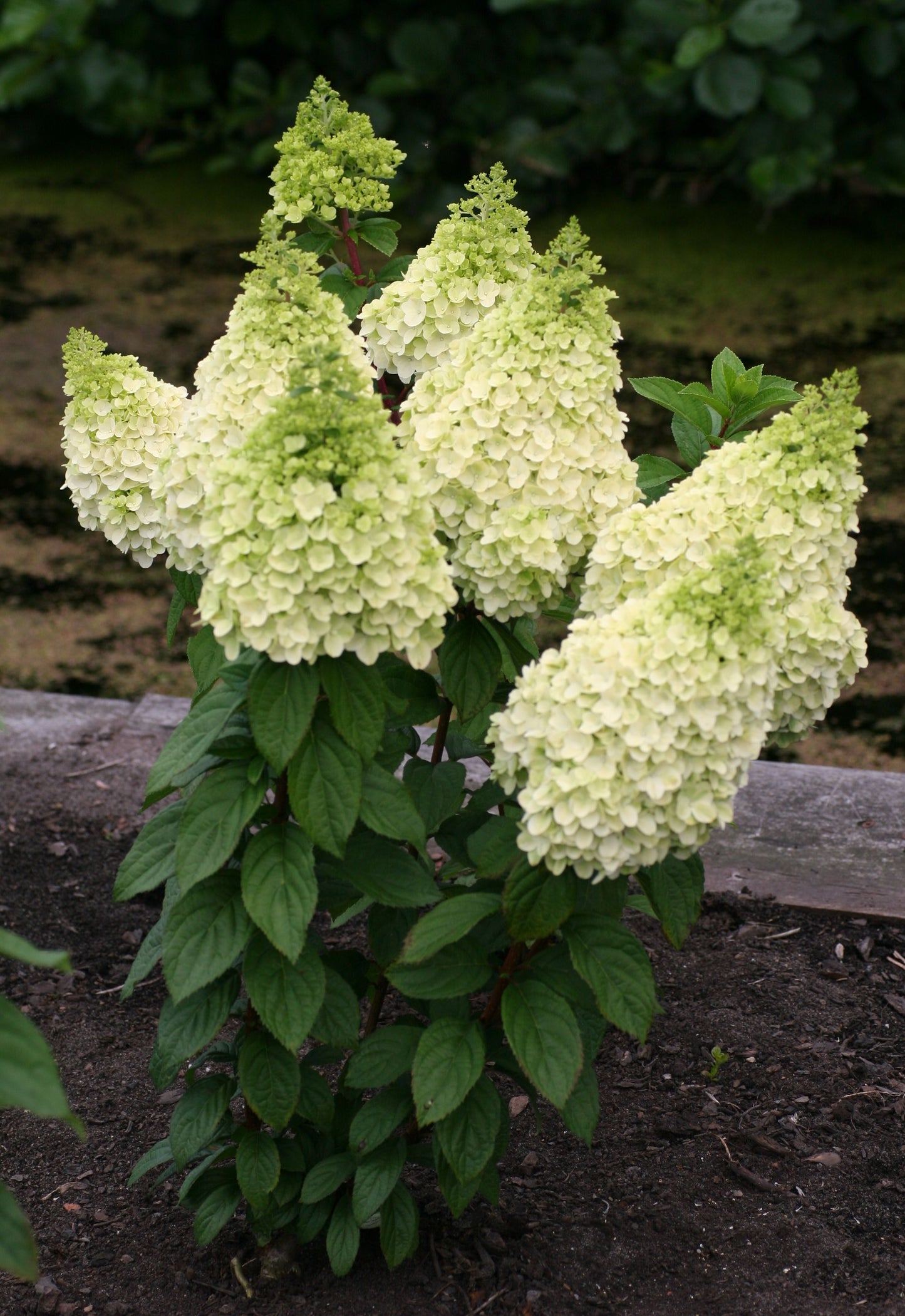 Moonrock® Hydrangea