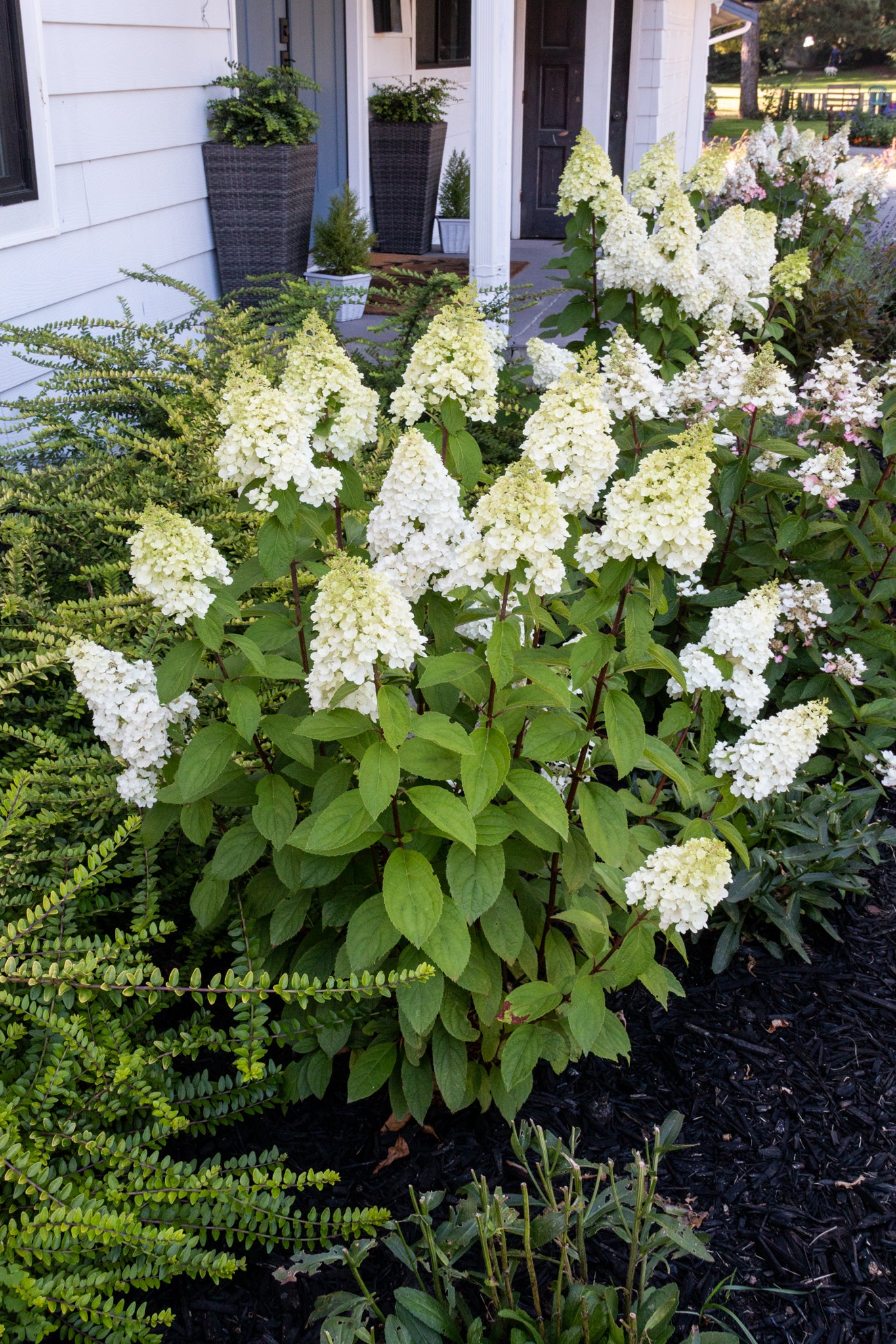 Moonrock® Hydrangea