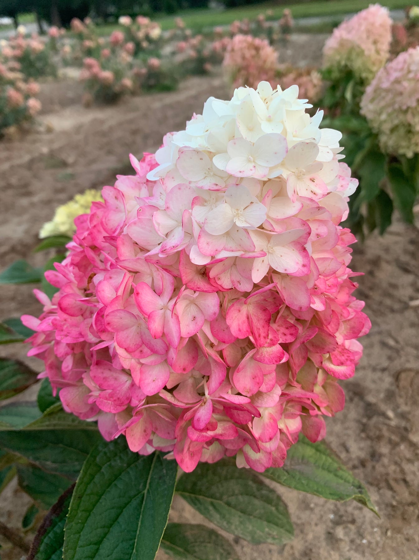 Magical® Ruby Snow Hydrangea – Green Promise Farms