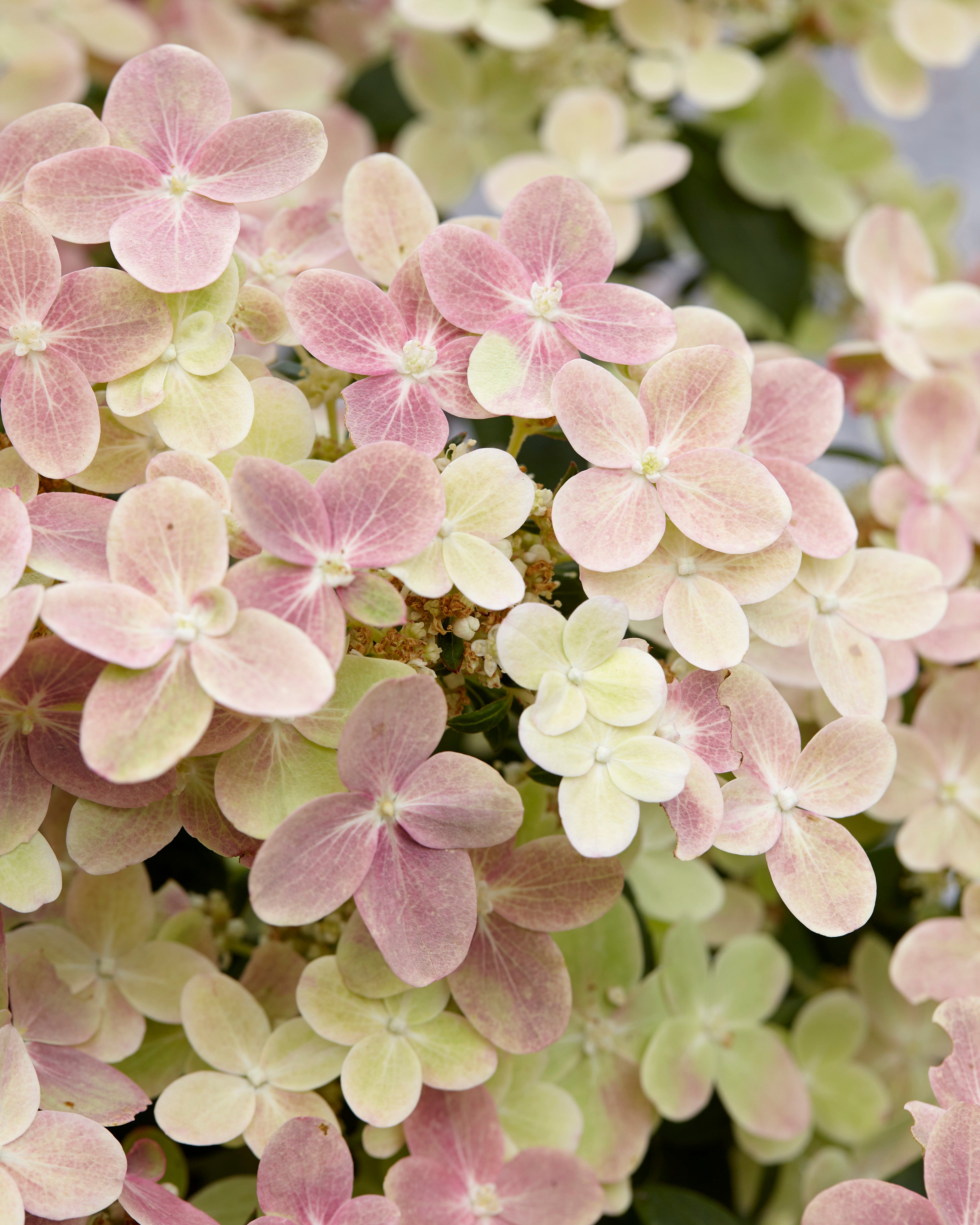 Early Evolution Hydrangea – Green Promise Farms