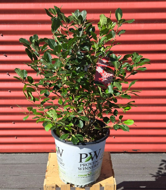 Berry Poppins® Winterberry