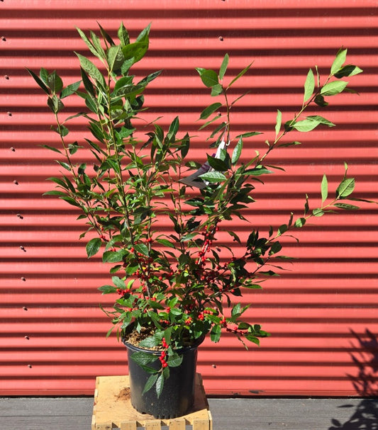 Winter Red Winterberry