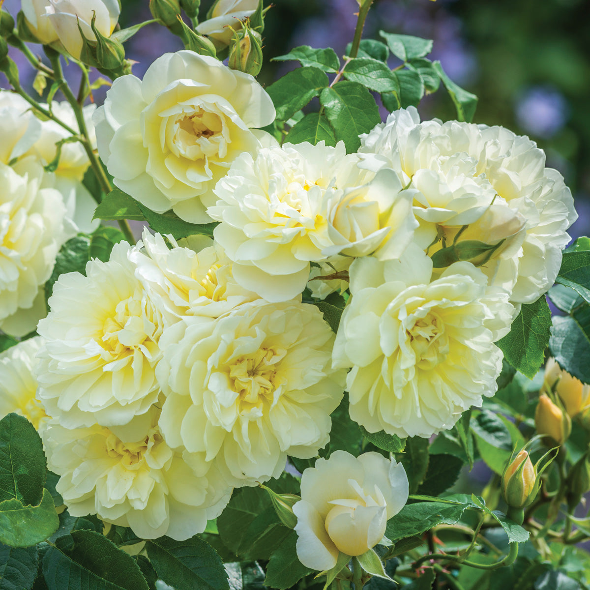 branch of light yellow roses with green leaves