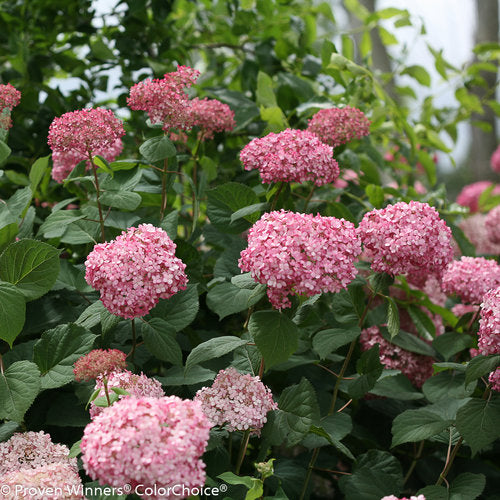 Invincibelle® Spirit II Smooth hydrangea