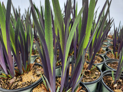 Purple Flame Northern Blueflag