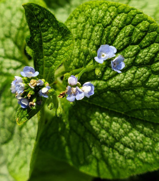 Jack of Diamonds Heartleaf Brunnera