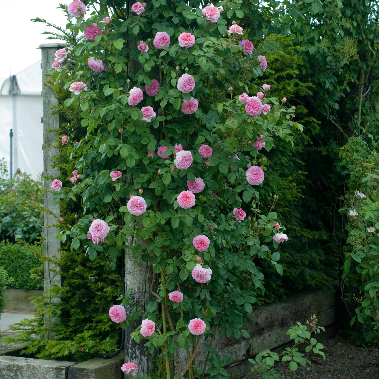 Pink roses growing on a wooden trellis with greenery in the background