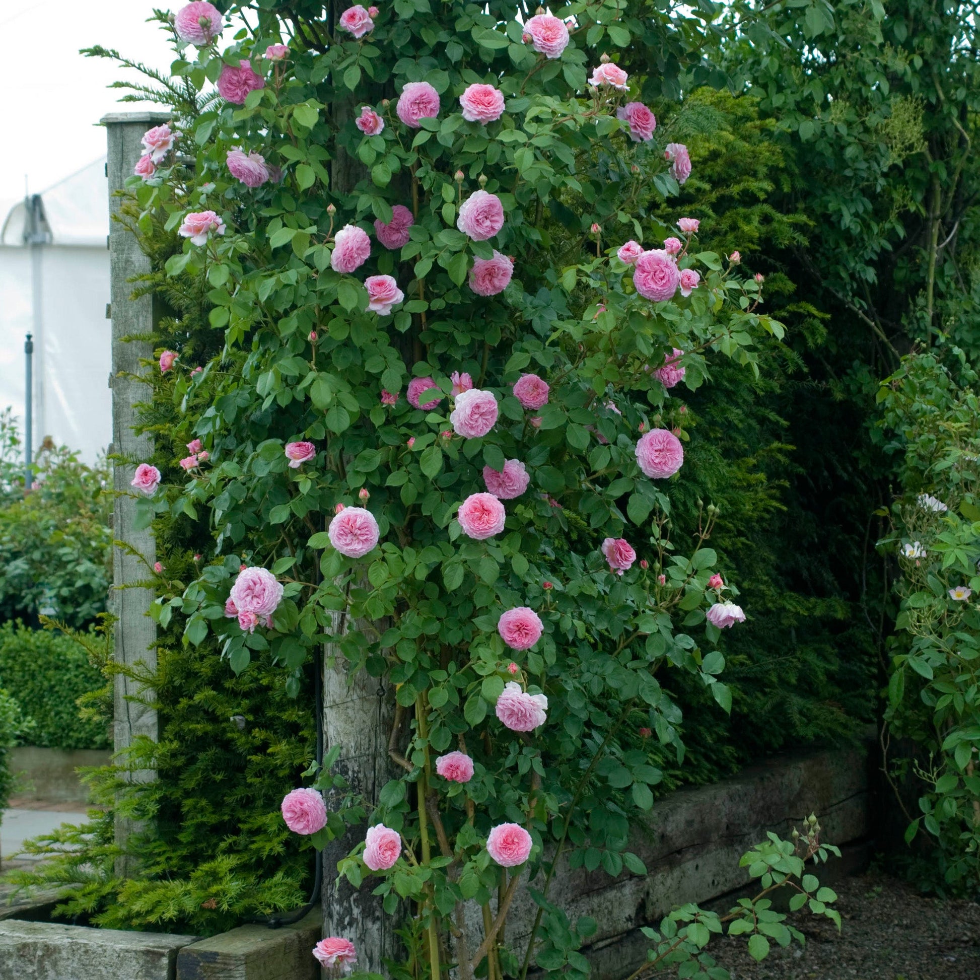 Pink roses growing on a wooden trellis with greenery in the background