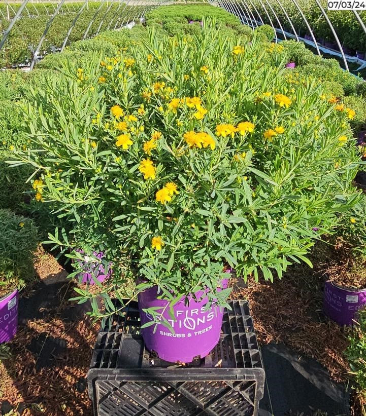 mature Cobalt-n-Gold™ St. John's Wort blooming in nursery
