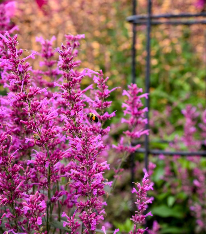 Meant to Bee™ Royal Rasberry Anise Hyssop (Hummingbird Mint)