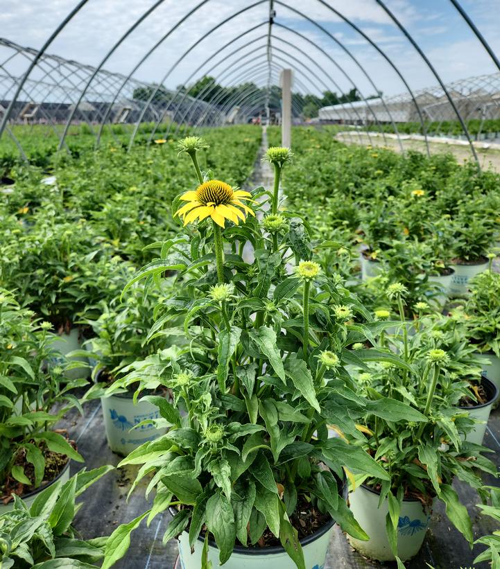 'Mellow Yellows' Coneflower