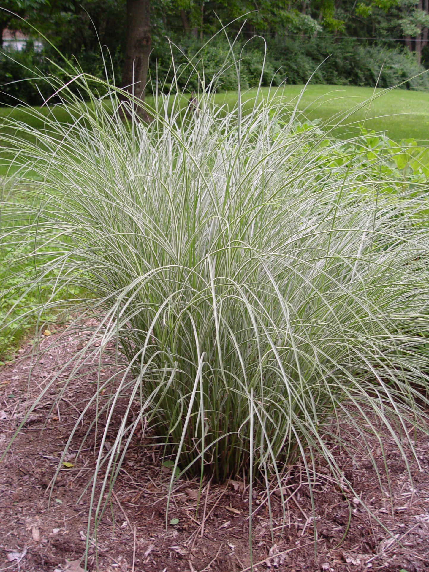 Morning Light Japanese Silver Grass