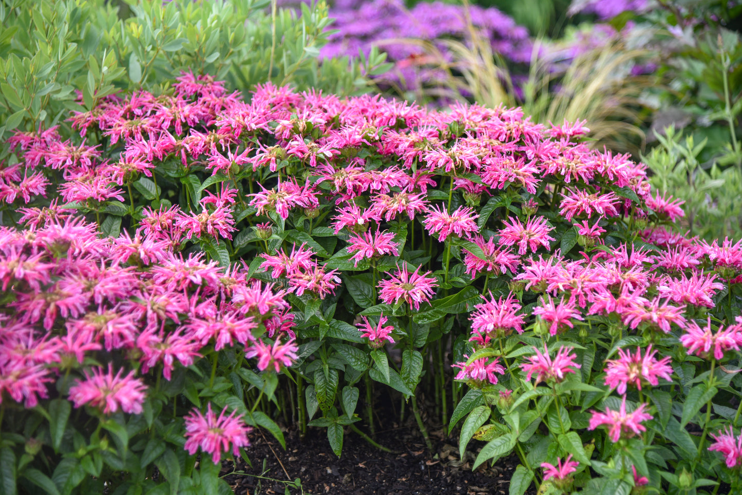 Leading Lady Pink Bee Balm