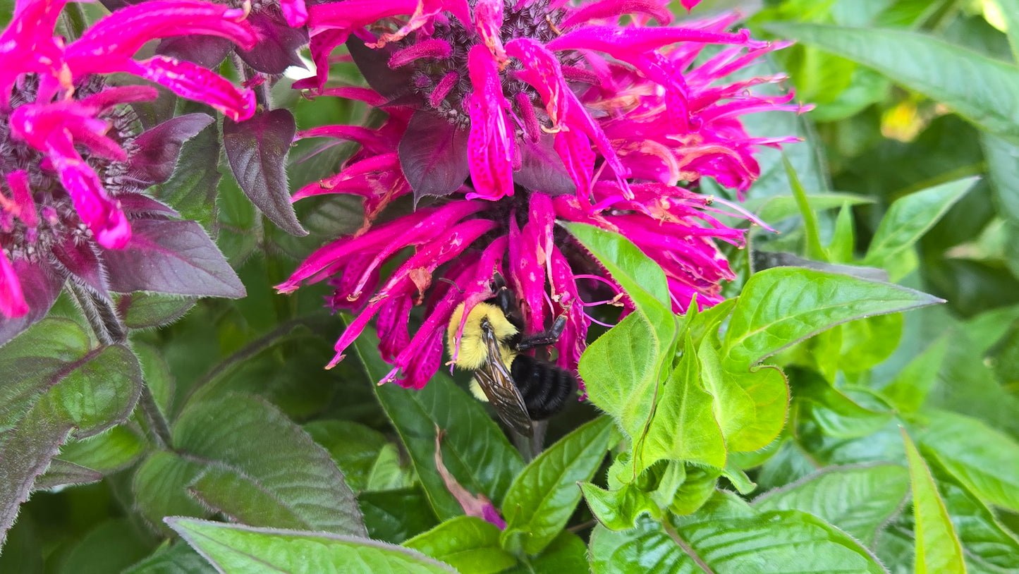 Leading Lady Pink Bee Balm