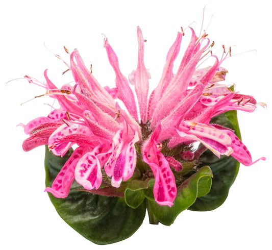 Leading Lady Pink Bee Balm