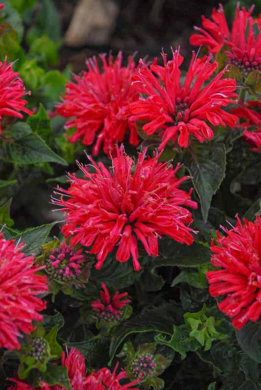 Pardon My Cerise Bee Balm