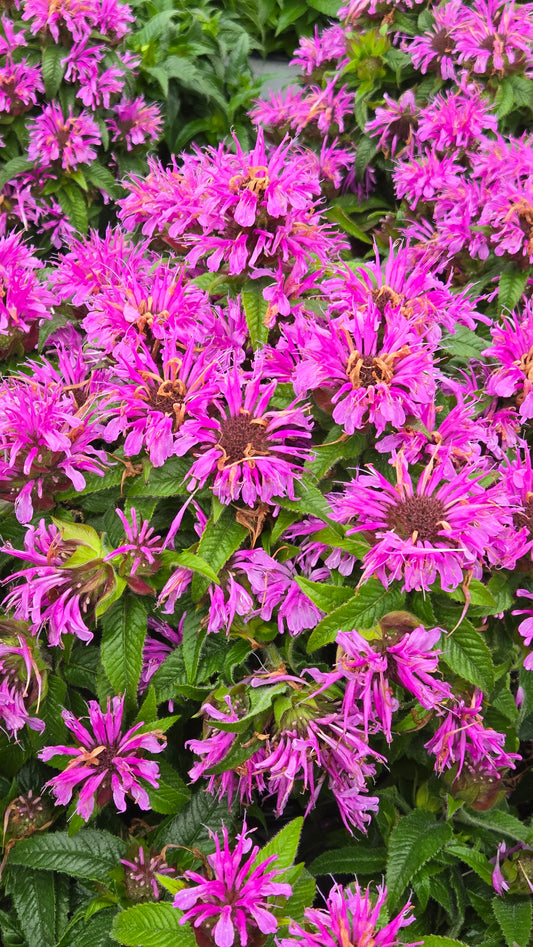 'Pardon My Lavender II' Bee Balm