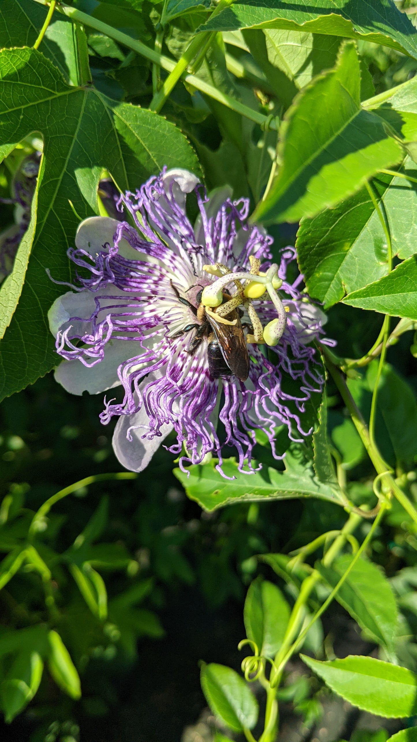 Maypop Purple Passionflower