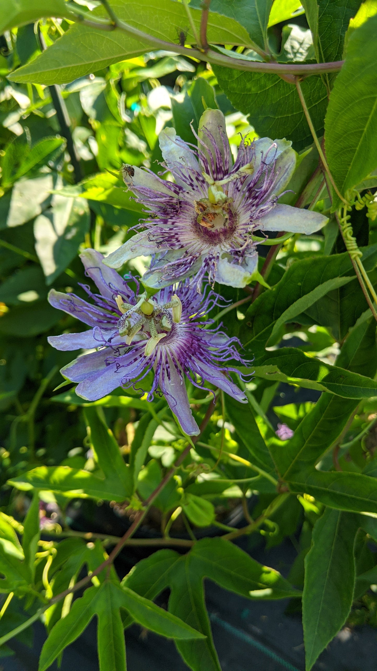 Maypop Purple Passionflower
