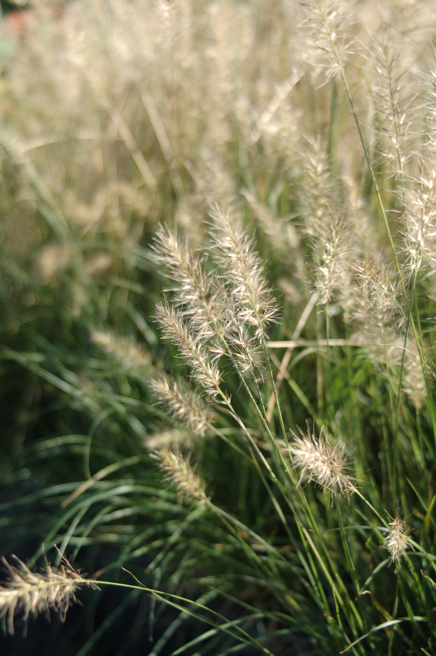 Hameln Dwarf Fountain Grass