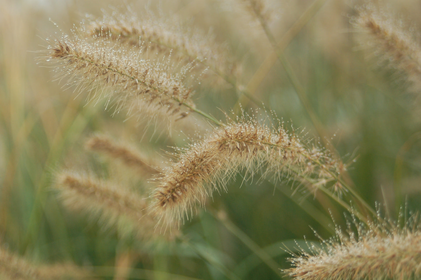 Hameln Dwarf Fountain Grass