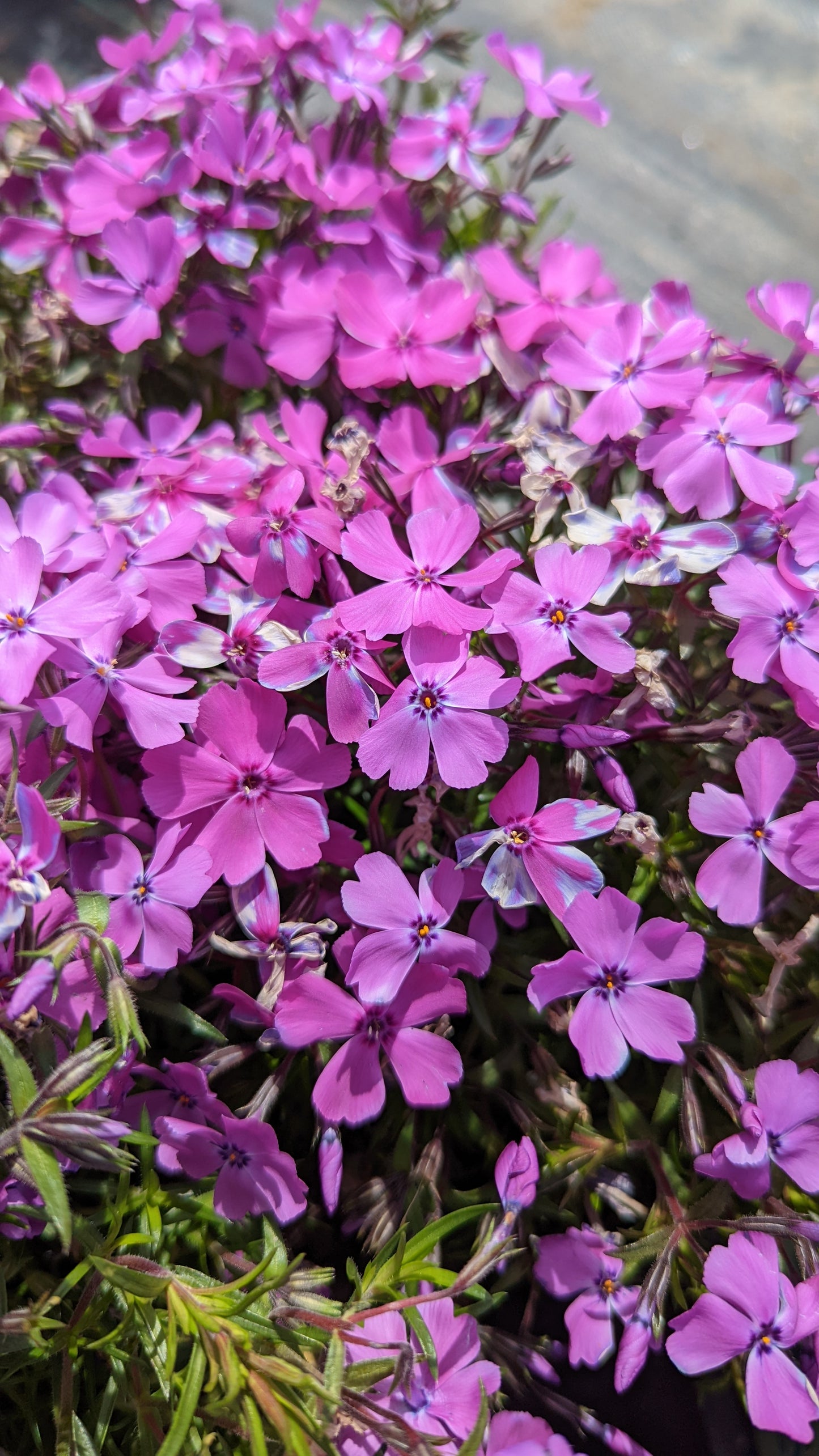Spring Purple Moss Phlox