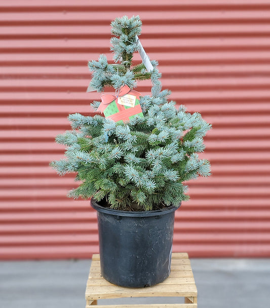 Baby Blue Blue Spruce