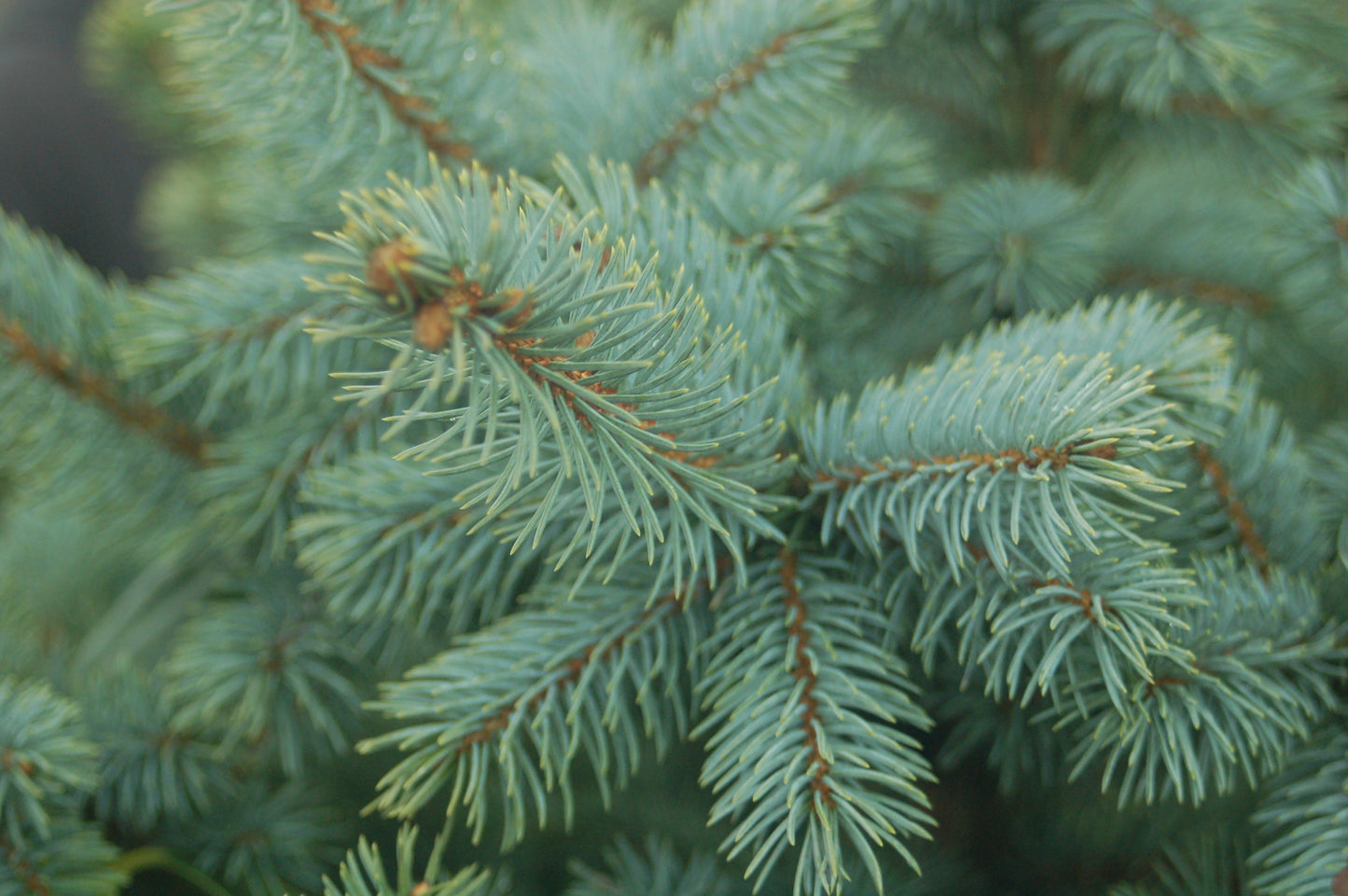 Baby Blue Blue Spruce