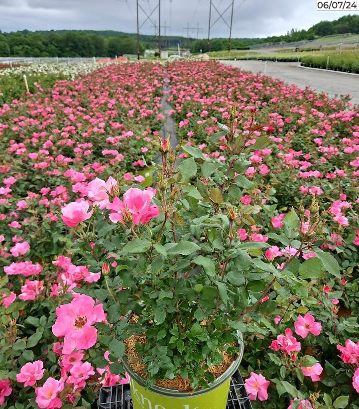 Pink Knock Out® Rose