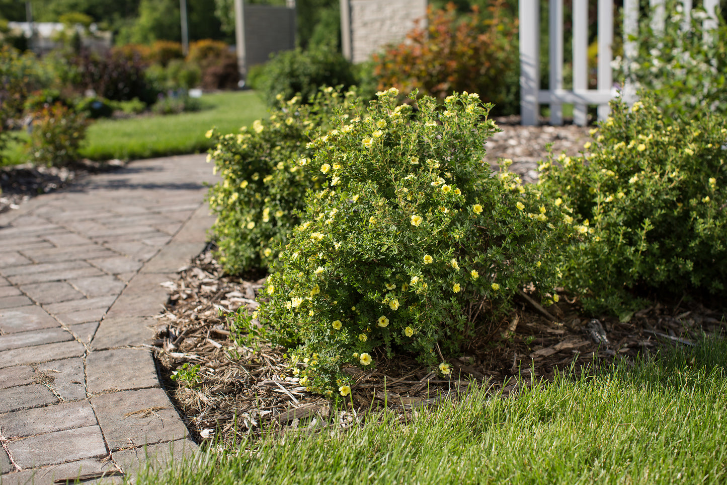 Lemon Meringue™ Potentilla