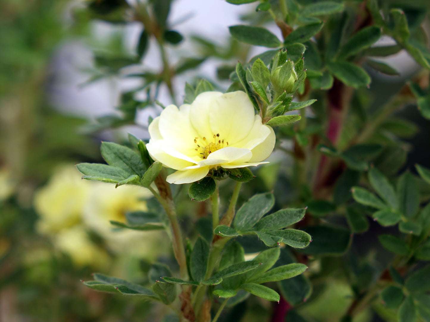 Lemon Meringue™ Potentilla