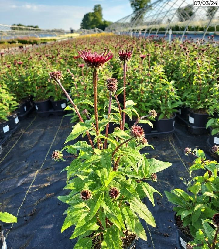 potted Panama™ Red Coneflower in nursery