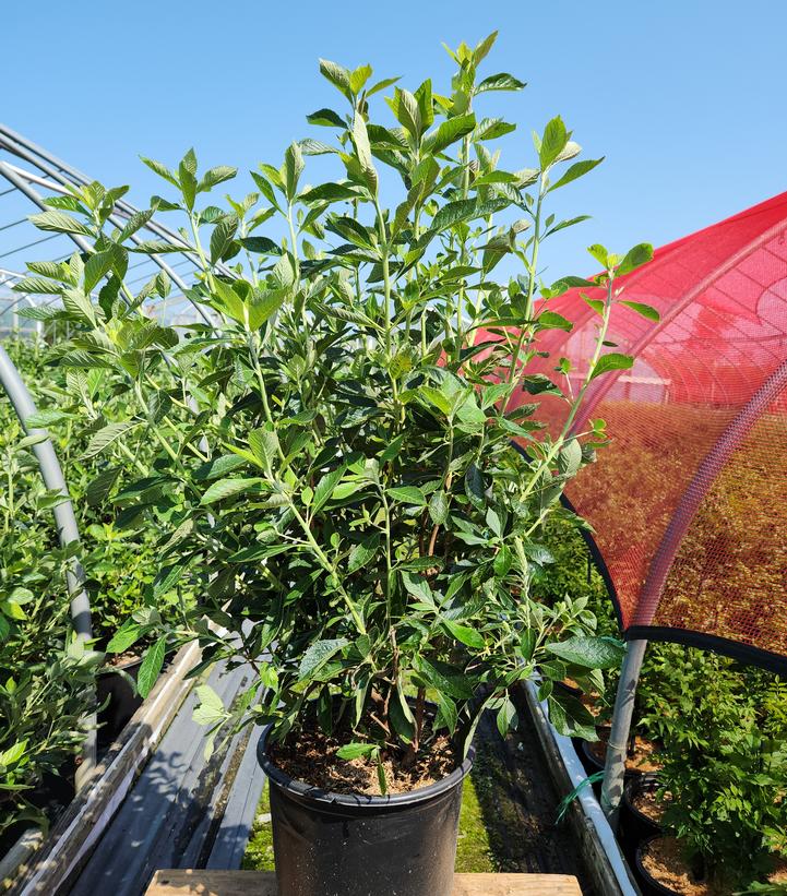 potted Summer Sparkler™ Summersweet in nursery