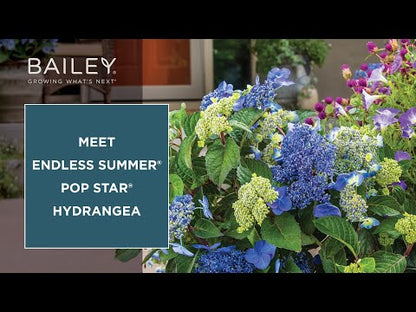 Endless Summer® Pop Star®