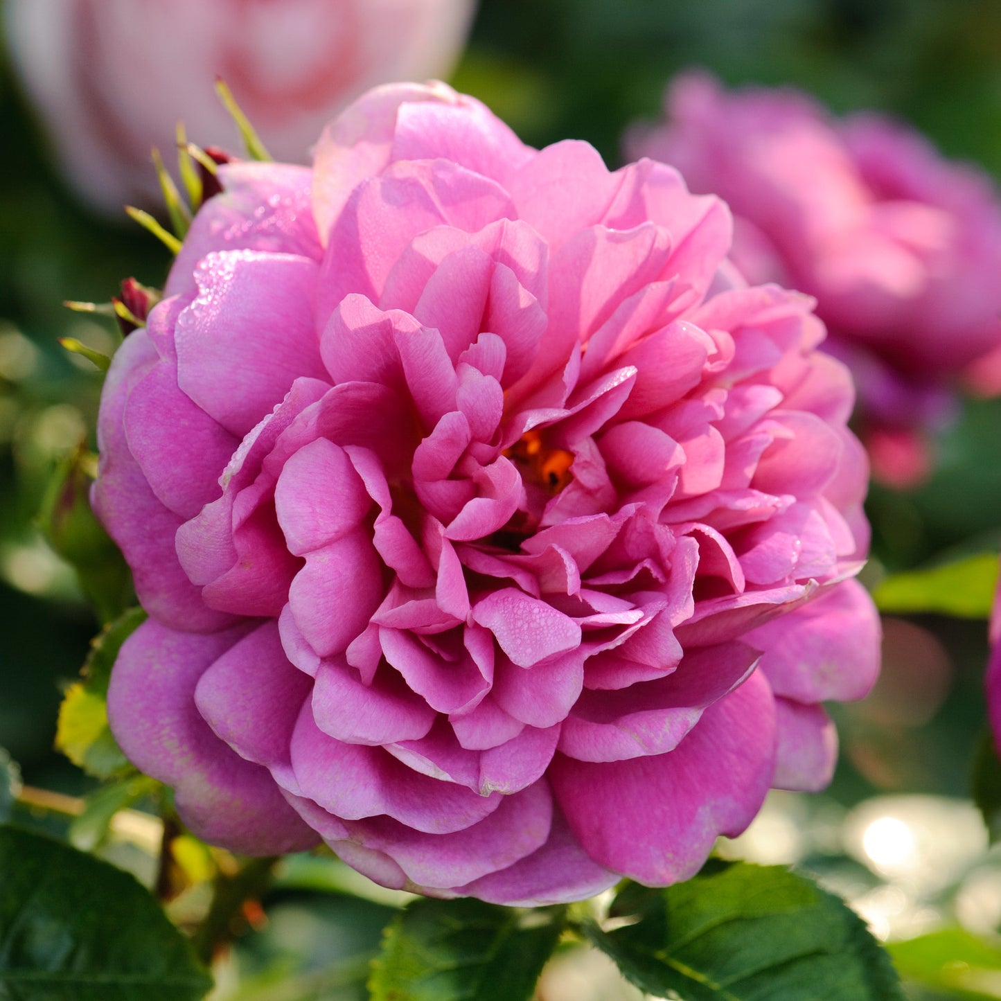 Princess Anne™ English Shrub Rose