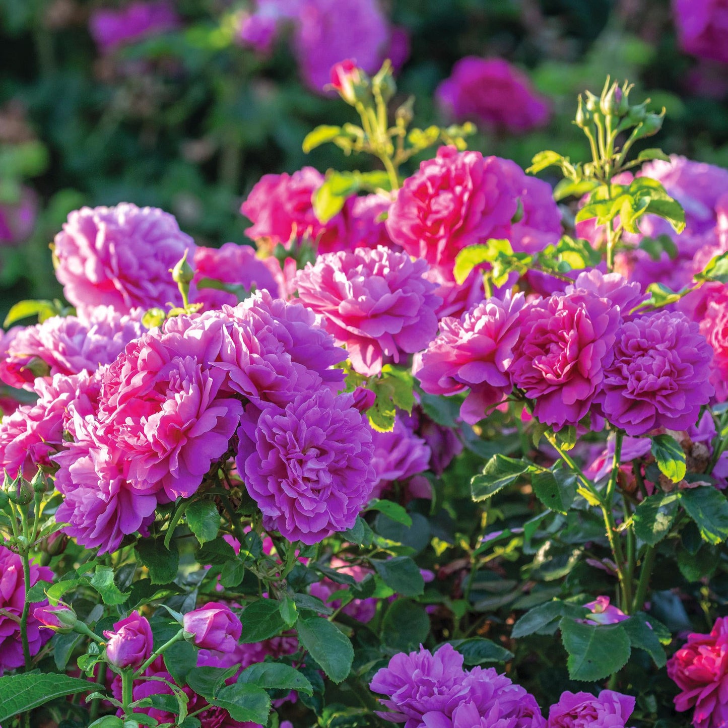 Princess Anne™ English Shrub Rose