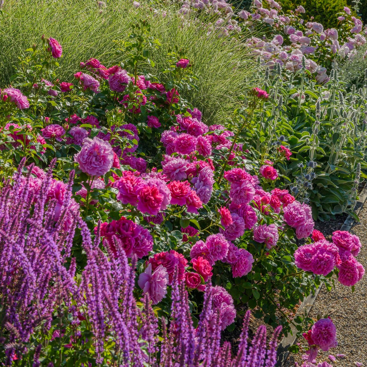 Princess Anne™ English Shrub Rose