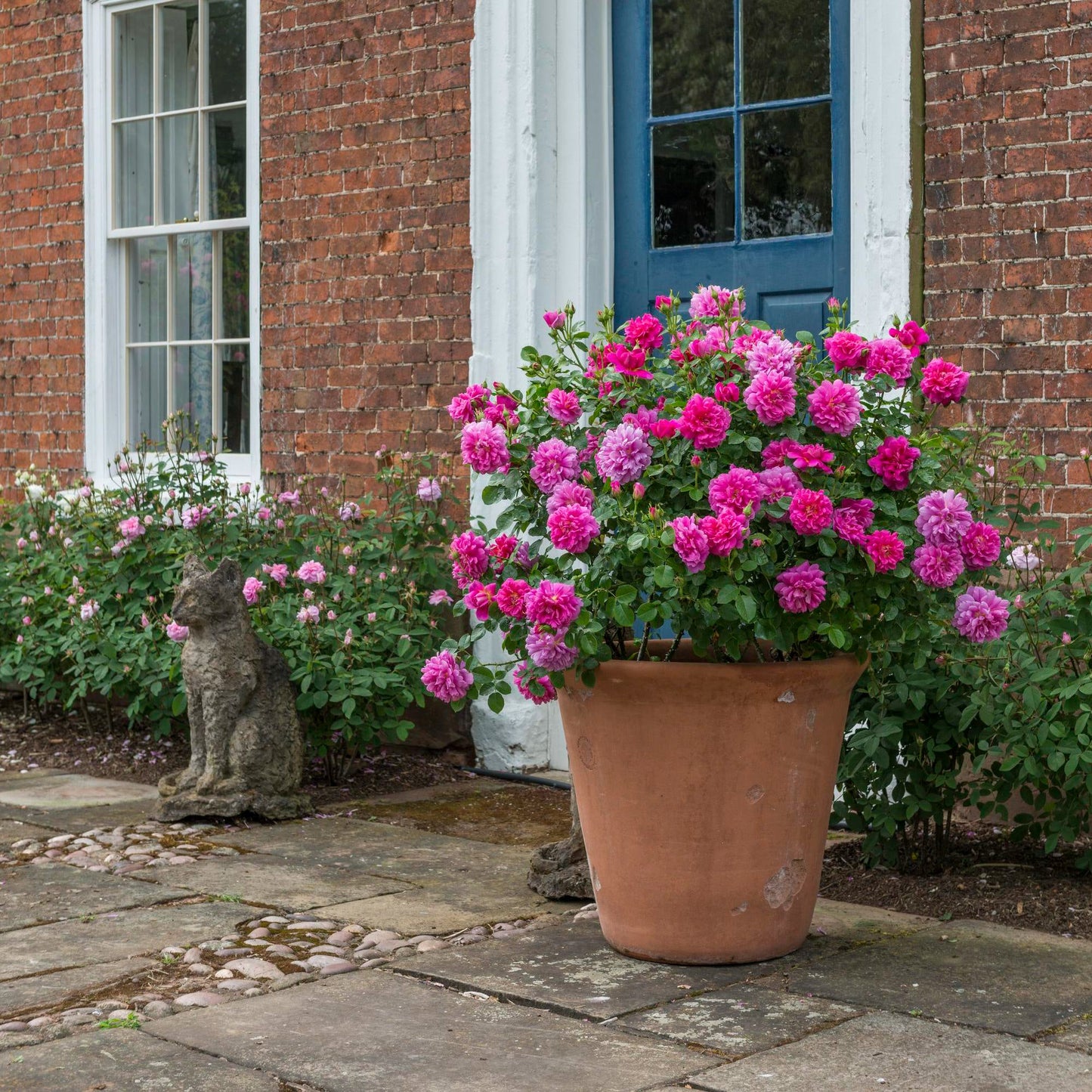 Princess Anne™ English Shrub Rose