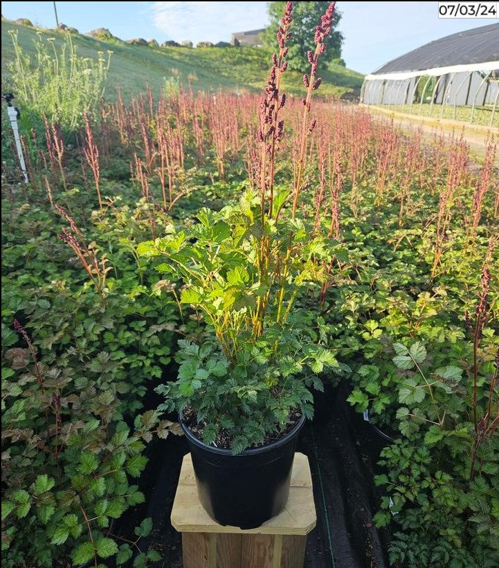 Purple Candles Astilbe