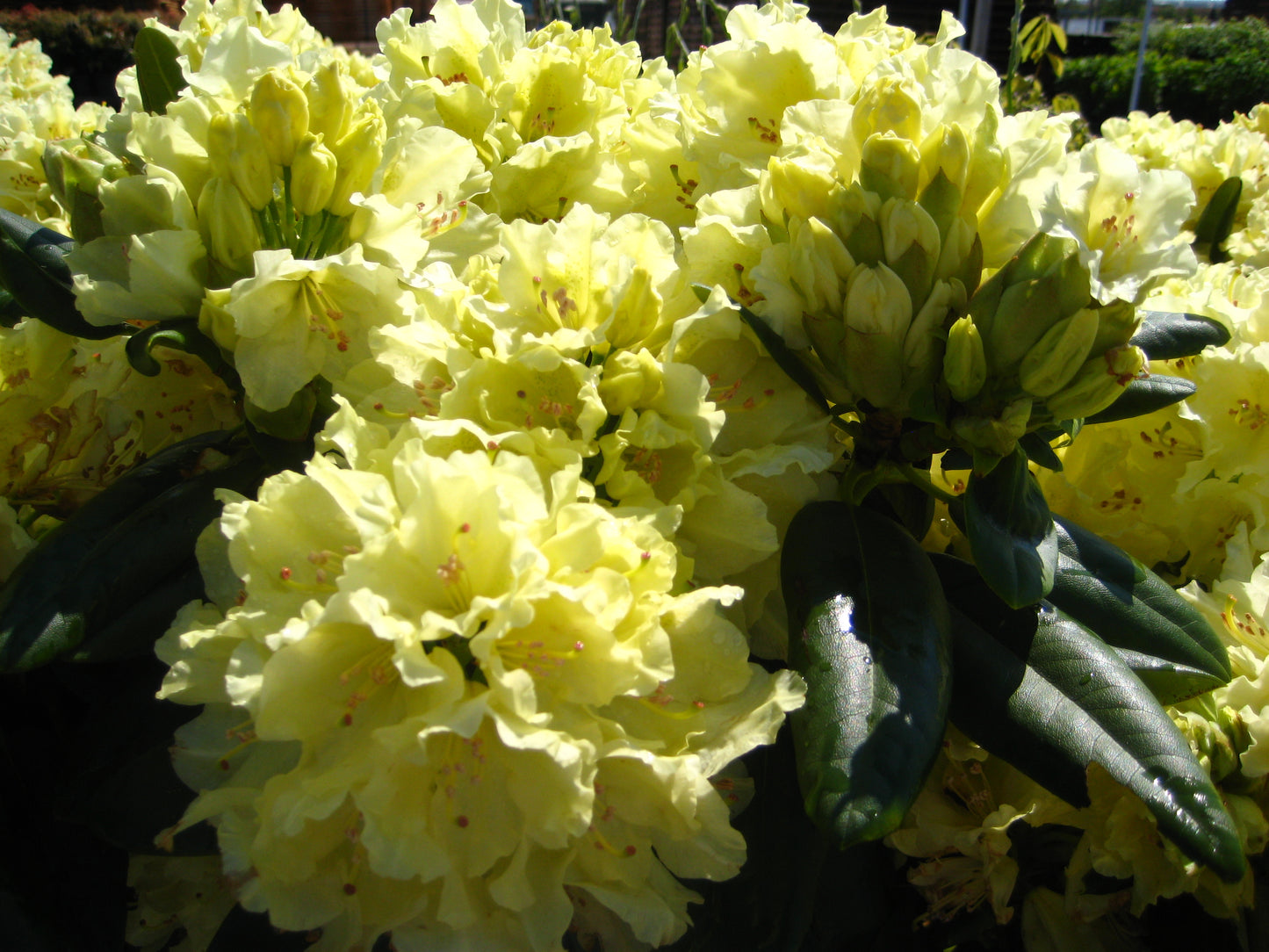 Capistrano Rhododendron