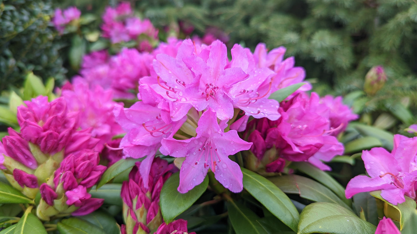 Pink Rosebay Rhododendron