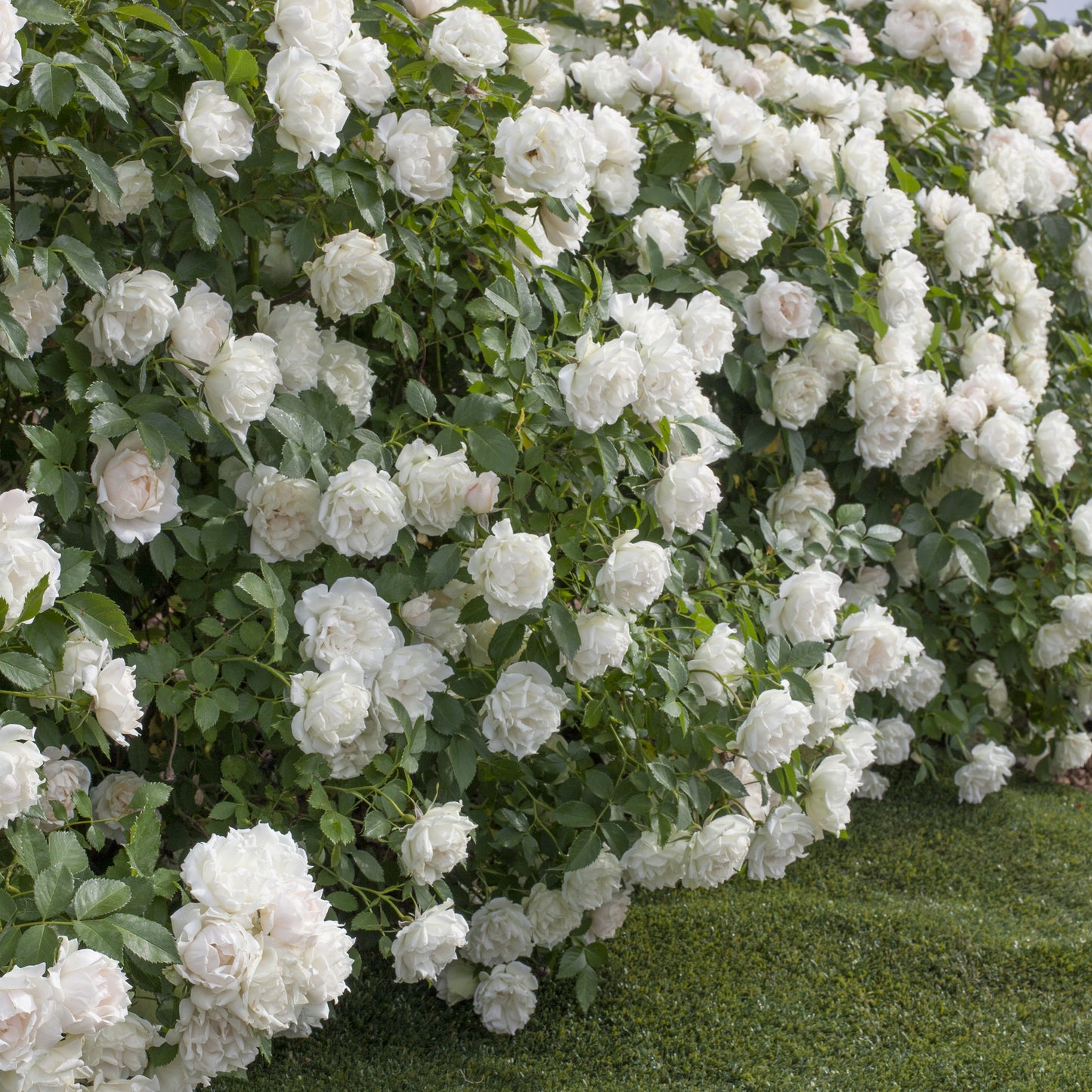 rosa_IcecIcecap™ Landscape Shrub Rose covered in blooms