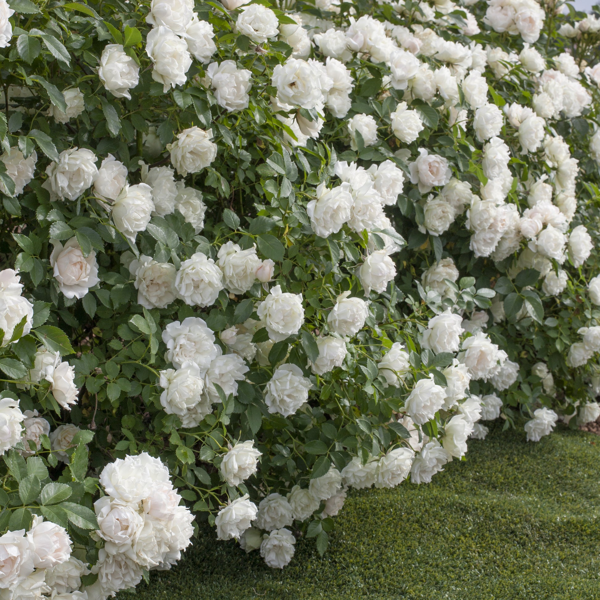 rosa_IcecIcecap™ Landscape Shrub Rose covered in blooms
