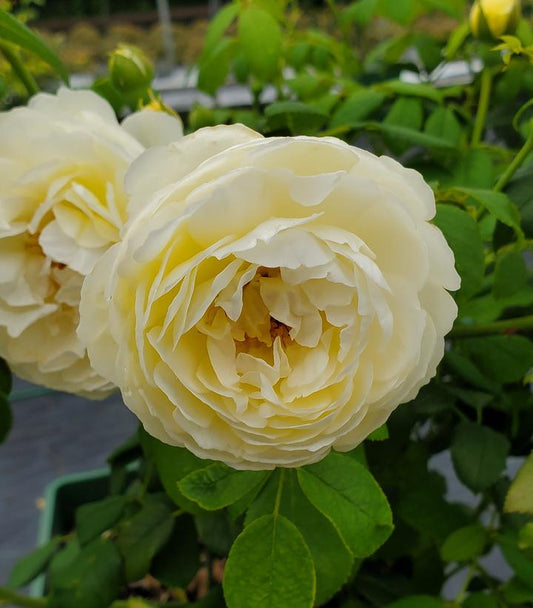 Claire Austin English Rose