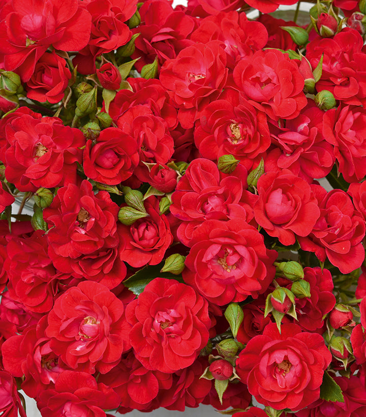Mini Cherry Flower Carpet® Rose